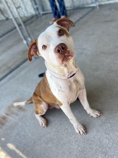 SPOTT, Adoptable, Adult Male Pit Bull Terrier & Mixed Breed.