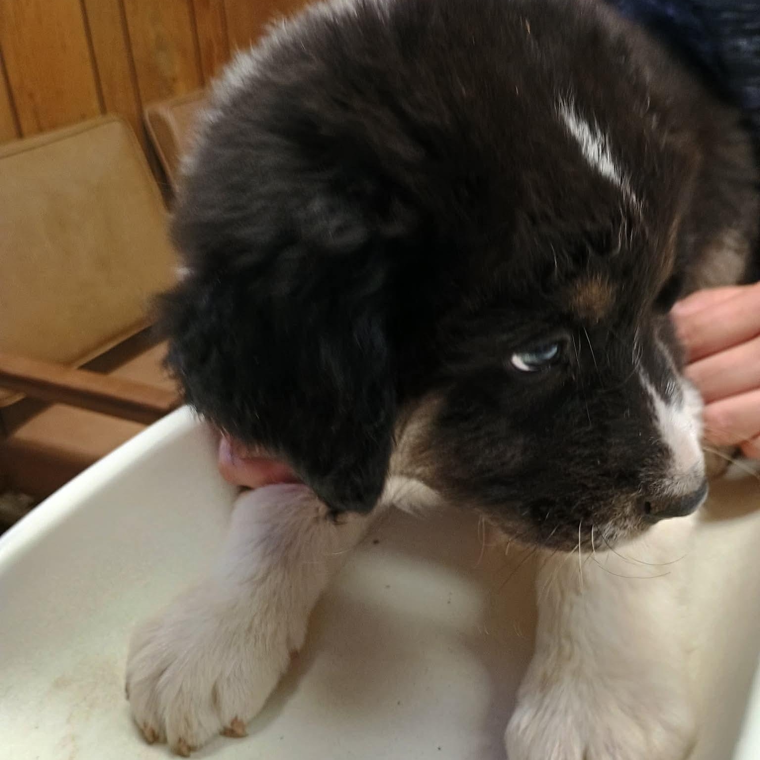 Seth, a Adoptable mixed breed in Glenolden, PA image 2/6
