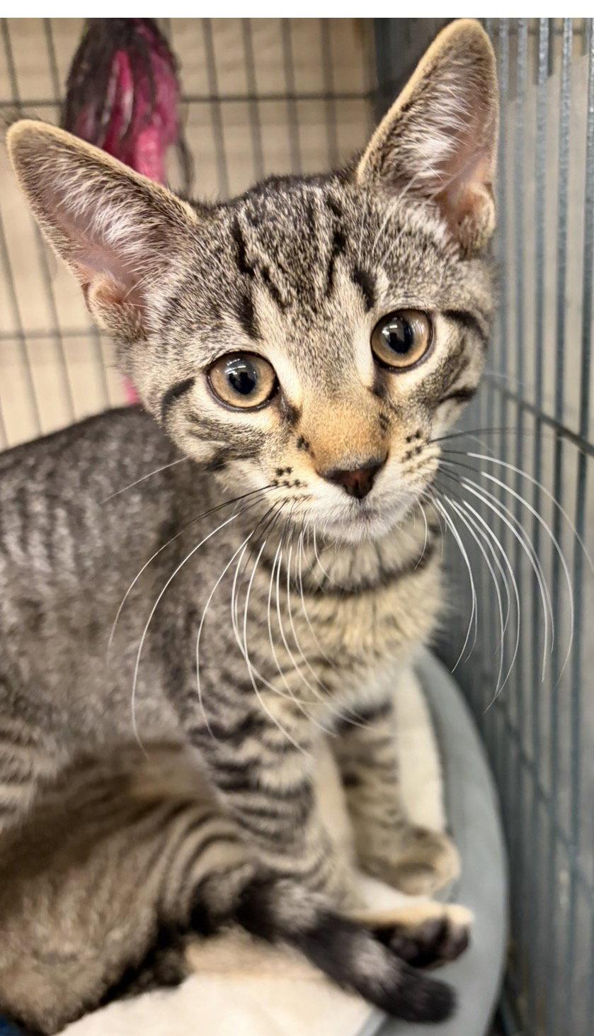 HERMES, Adoptable, Young Male Domestic Short Hair.