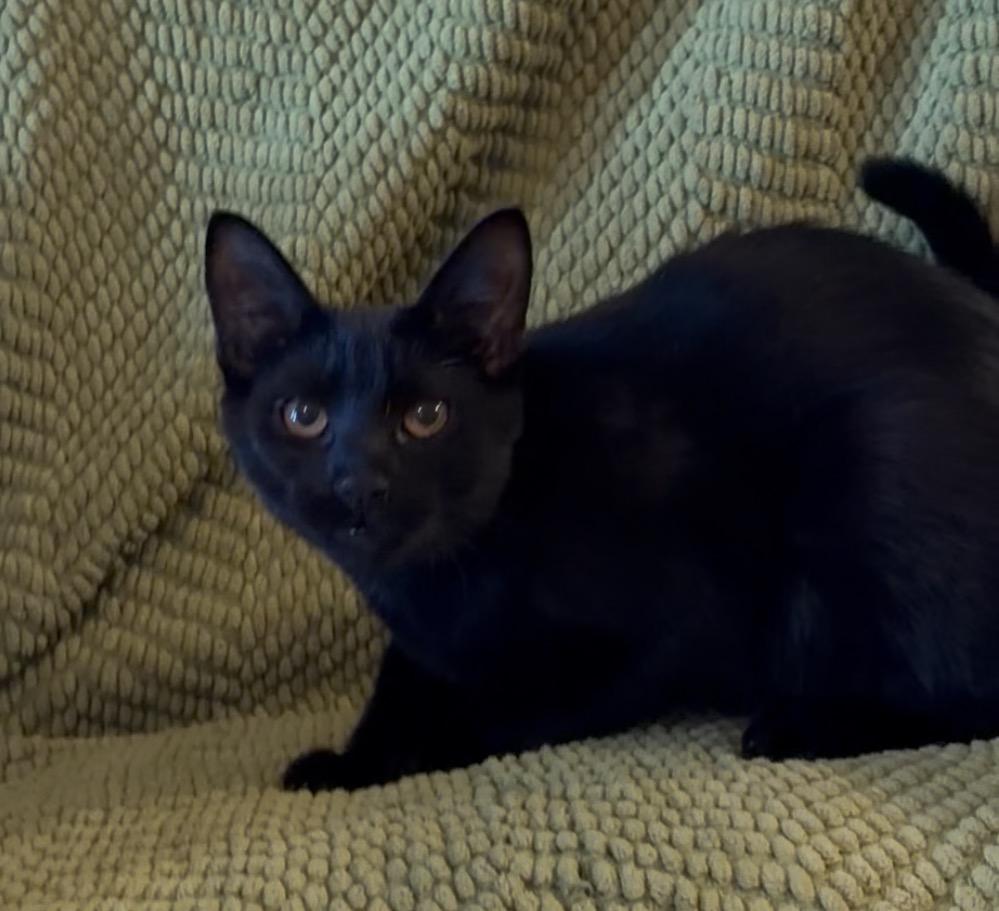 Enlarge Ares, a ADOPTABLE Domestic Short Hair in Atoka, TN image 2/4