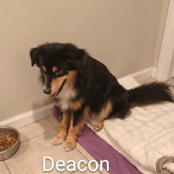 Deacon, Adoptable, Young Male Australian Shepherd.