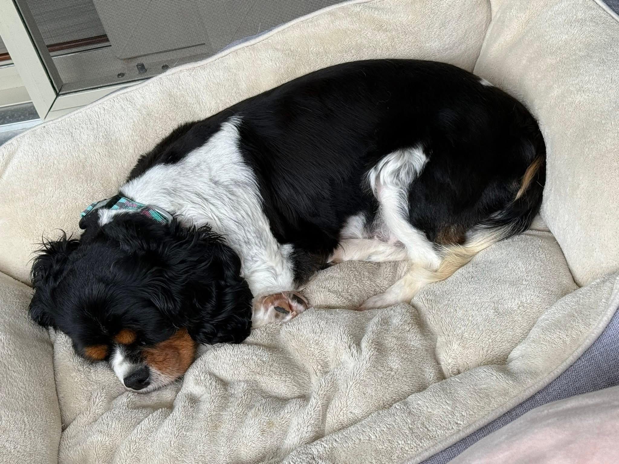 Enlarge Shyla, a ADOPTABLE Cavalier King Charles Spaniel in Painesville, OH image 3/5