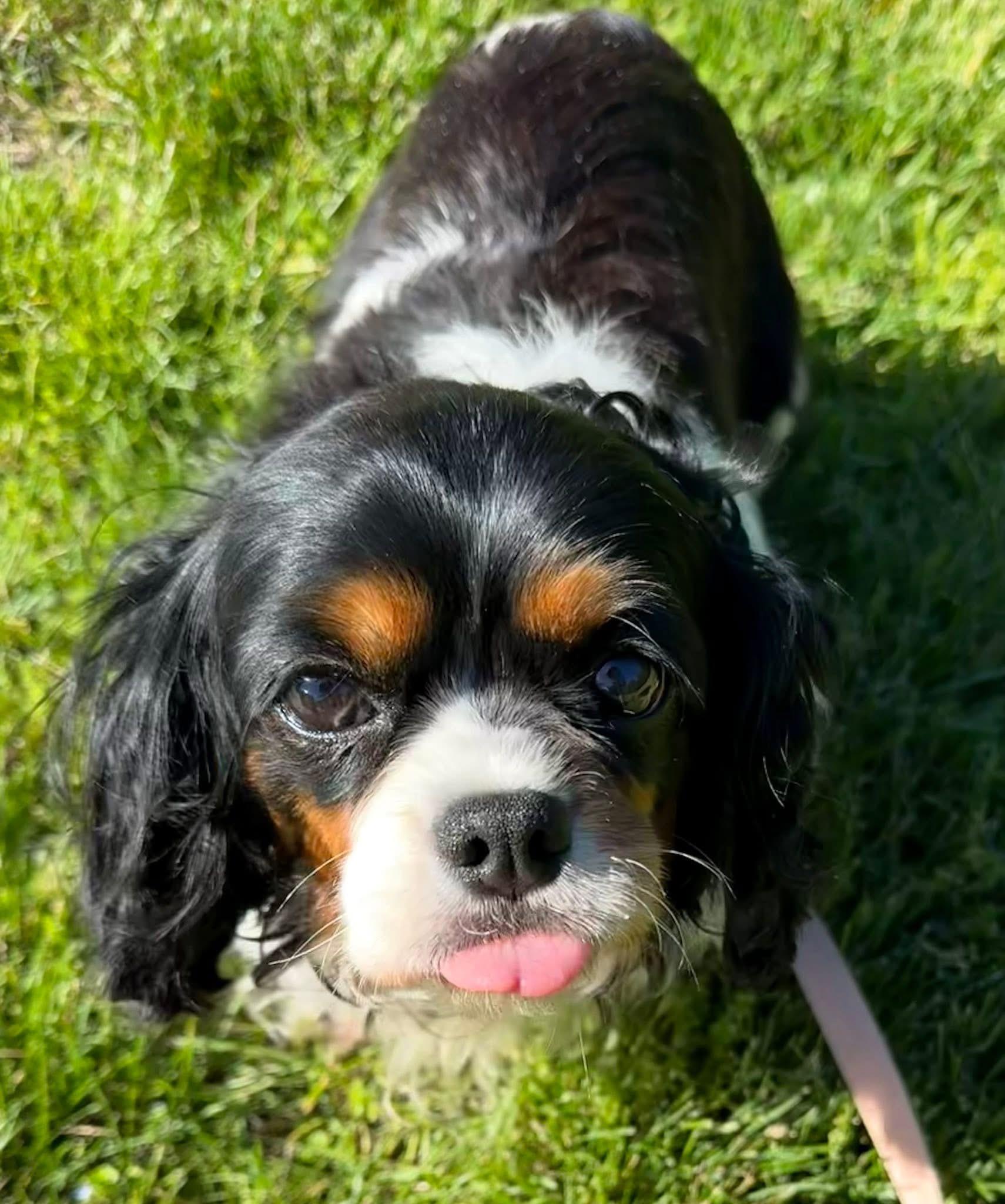 Enlarge Shyla, a ADOPTABLE Cavalier King Charles Spaniel in Painesville, OH image 4/5