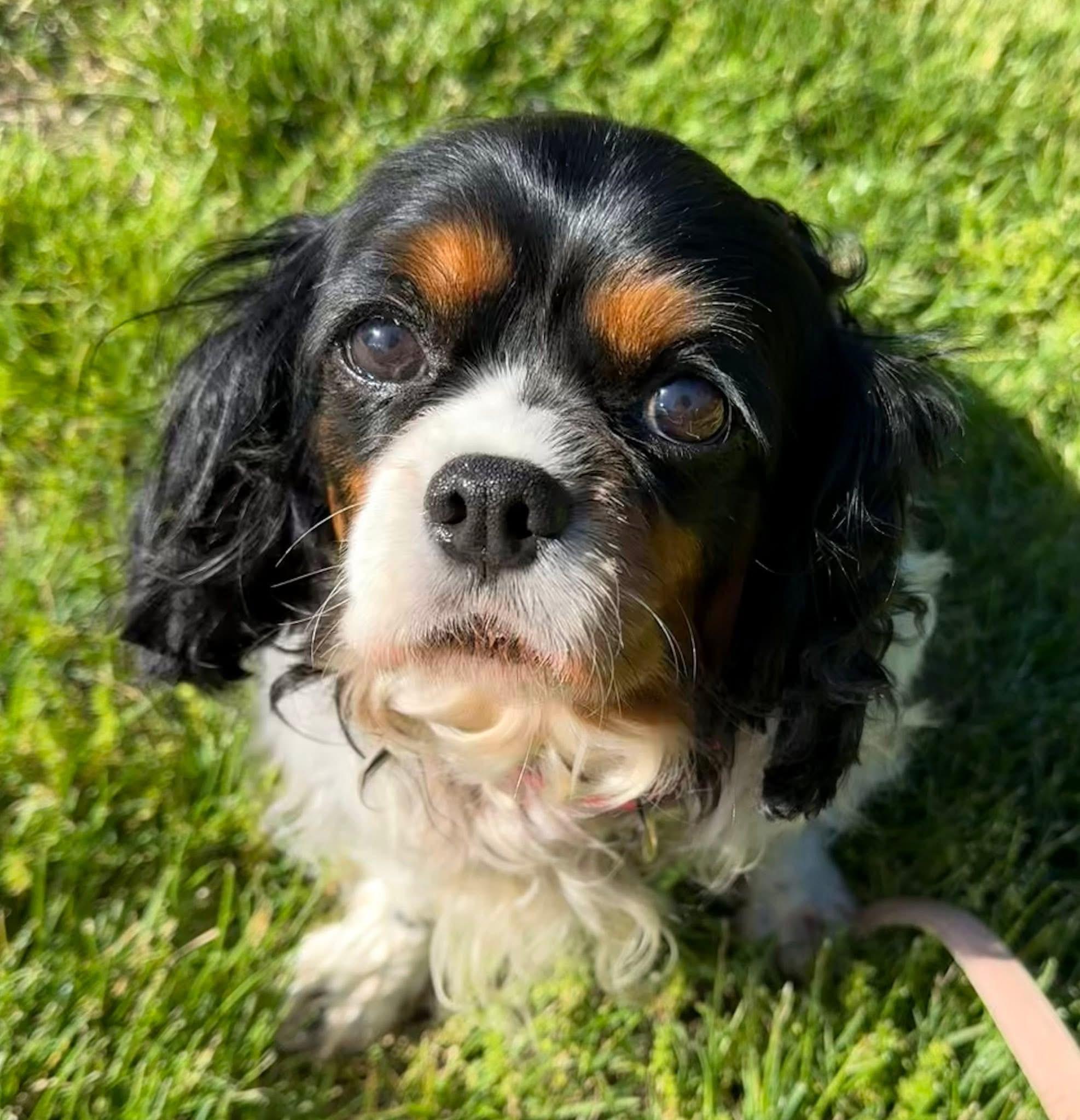 Enlarge Shyla, a ADOPTABLE Cavalier King Charles Spaniel in Painesville, OH image 2/5