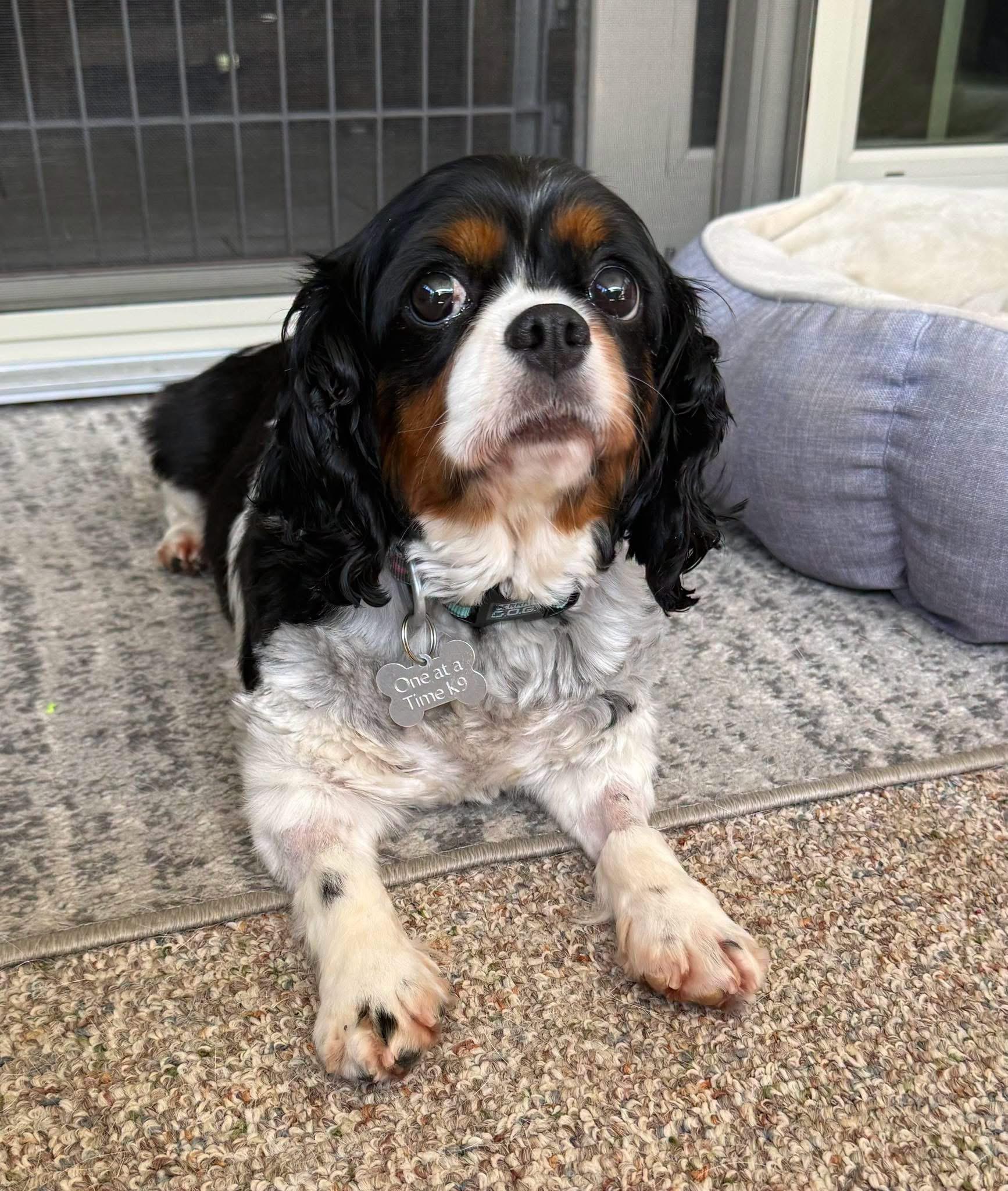 Enlarge Shyla, a ADOPTABLE Cavalier King Charles Spaniel in Painesville, OH image 1/5