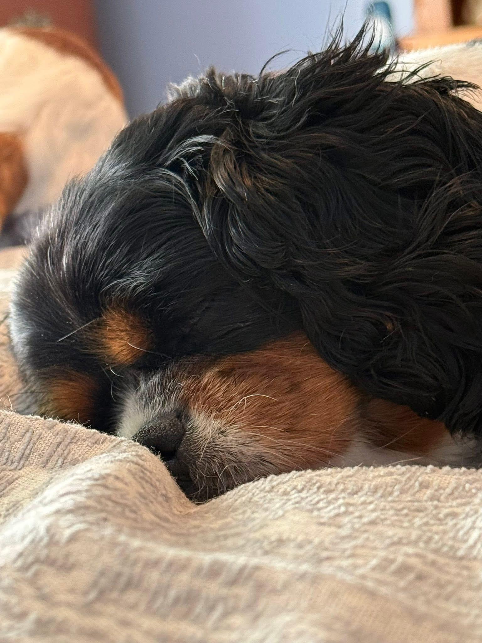 Enlarge Shyla, a ADOPTABLE Cavalier King Charles Spaniel in Painesville, OH image 5/5