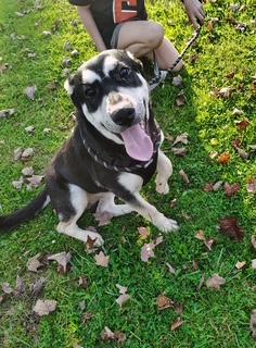 Enlarge Hutch, a Adoptable mixed breed in Steubenville, OH image 1/5