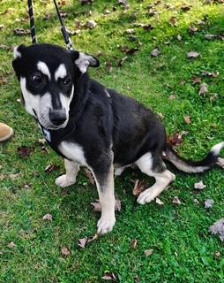 Enlarge Hutch, a Adoptable mixed breed in Steubenville, OH image 3/5