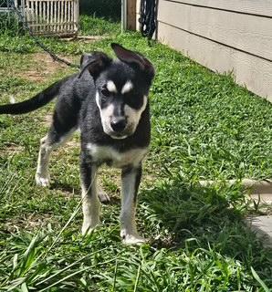 Enlarge Hutch, a Adoptable mixed breed in Steubenville, OH image 5/5