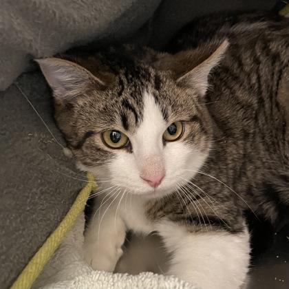 Kestrel, an adopted Domestic Short Hair in Flagstaff, AZ image 2/2