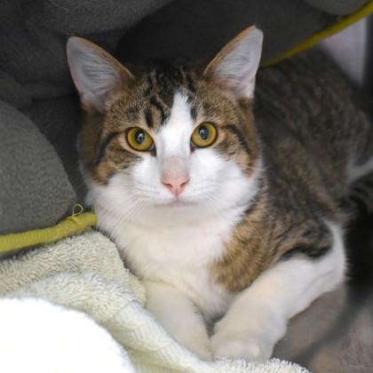 Kestrel, adopted, Young Female Domestic Short Hair.