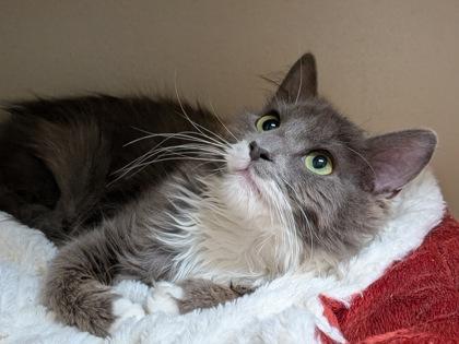 Cinder, Adoptable, Young Male Domestic Long Hair & Domestic Short Hair.