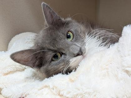 Cinder, a Adoptable mixed breed in Divide, CO image 2/2