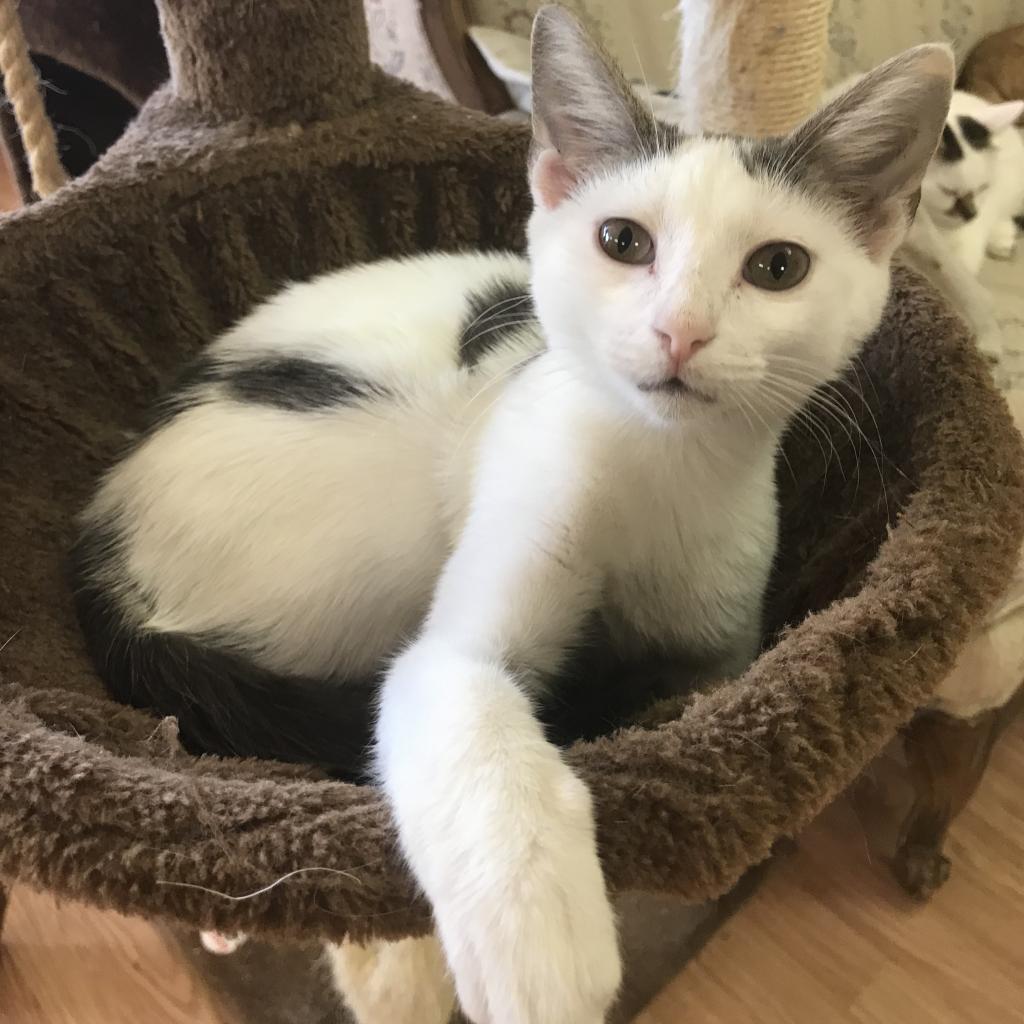 Sprout, Adoptable, Adult Female Domestic Short Hair.