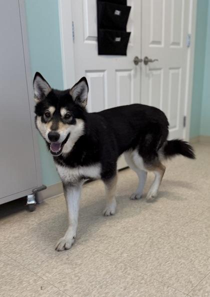 Dolly, Adoptable, Adult Female Siberian Husky & Mixed Breed.