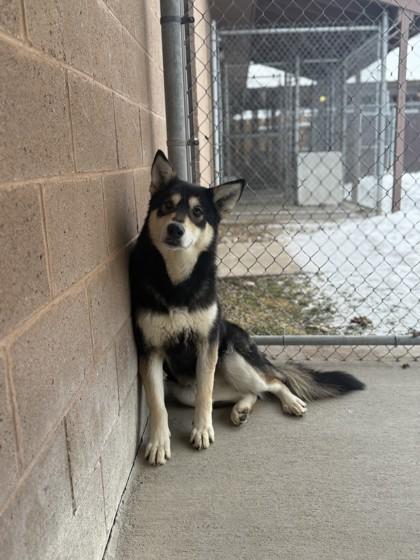 Dolly, a Adoptable mixed breed in Harbor Springs, MI image 2/2