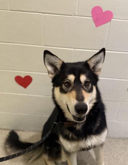 Enlarge Dolly, a Adoptable mixed breed in Harbor Springs, MI image 2/2