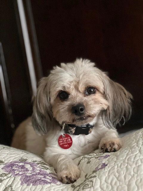 Enlarge Mia, a Adopted Havanese in Etobicoke, ON image 2/3