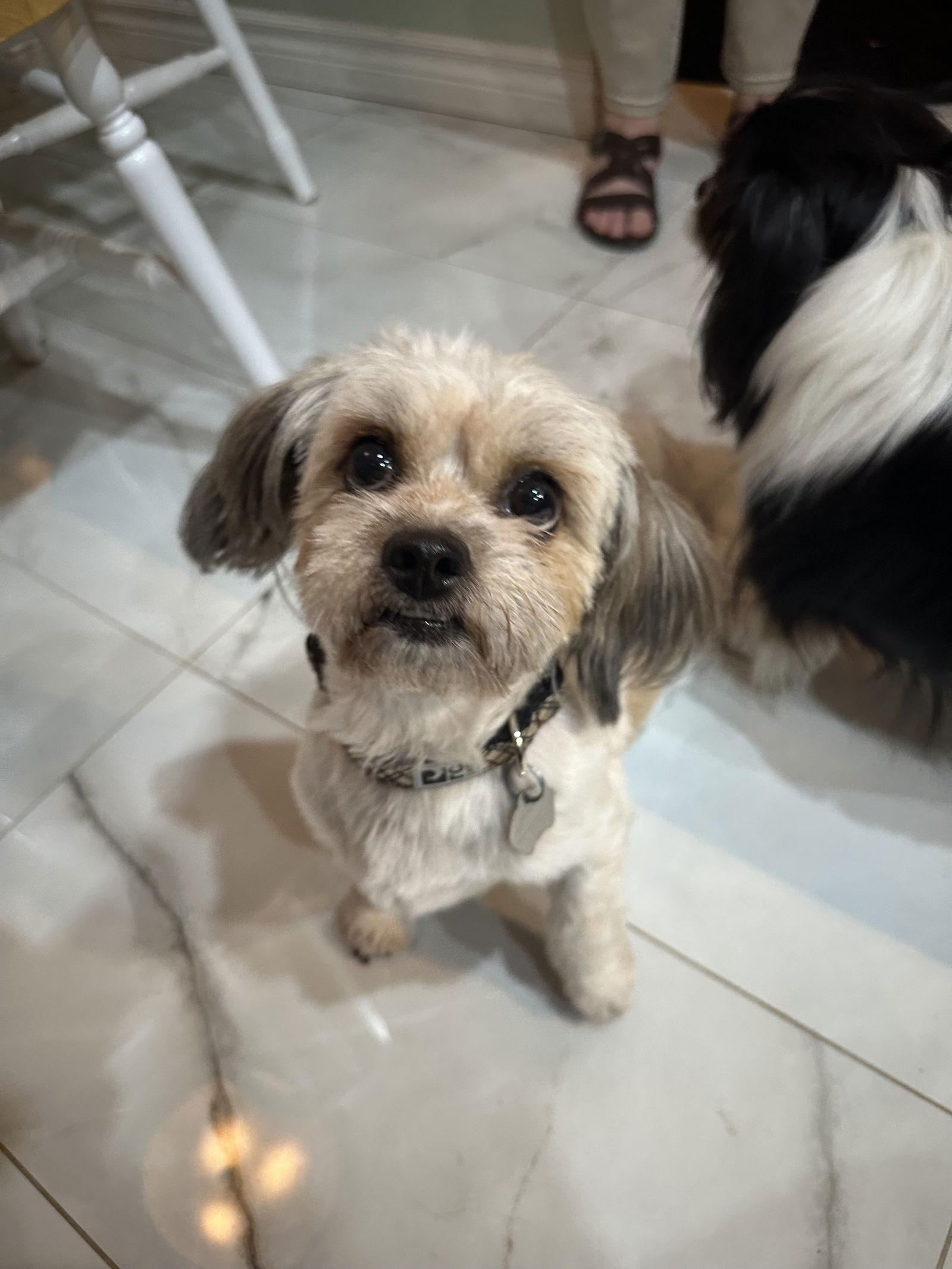 Enlarge Mia, a Adopted Havanese in Etobicoke, ON image 3/3