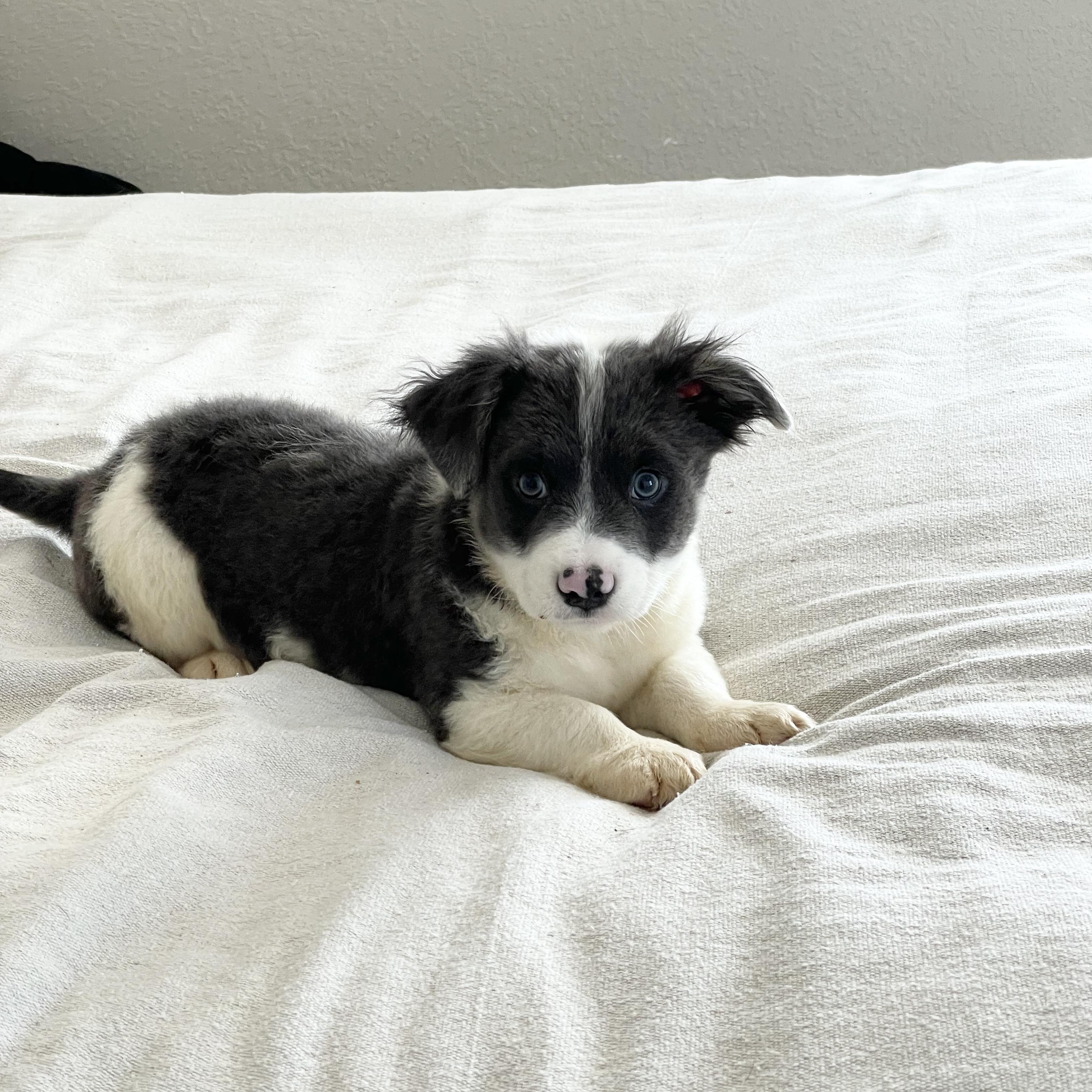 Enlarge Darling Downey , a ADOPTABLE Australian Shepherd in West Hartford , CT image 2/4