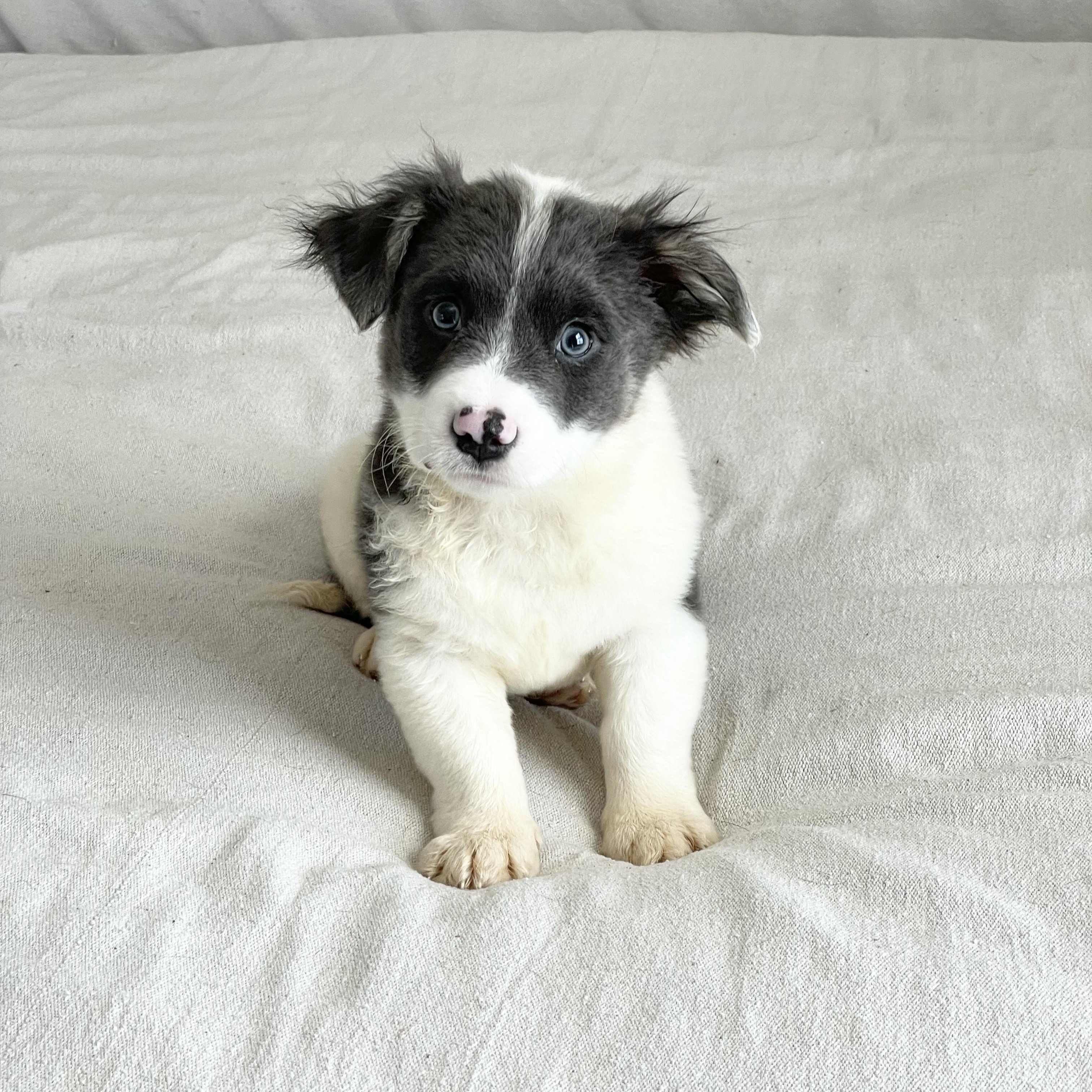Enlarge Darling Downey , a ADOPTABLE Australian Shepherd in West Hartford , CT image 3/4