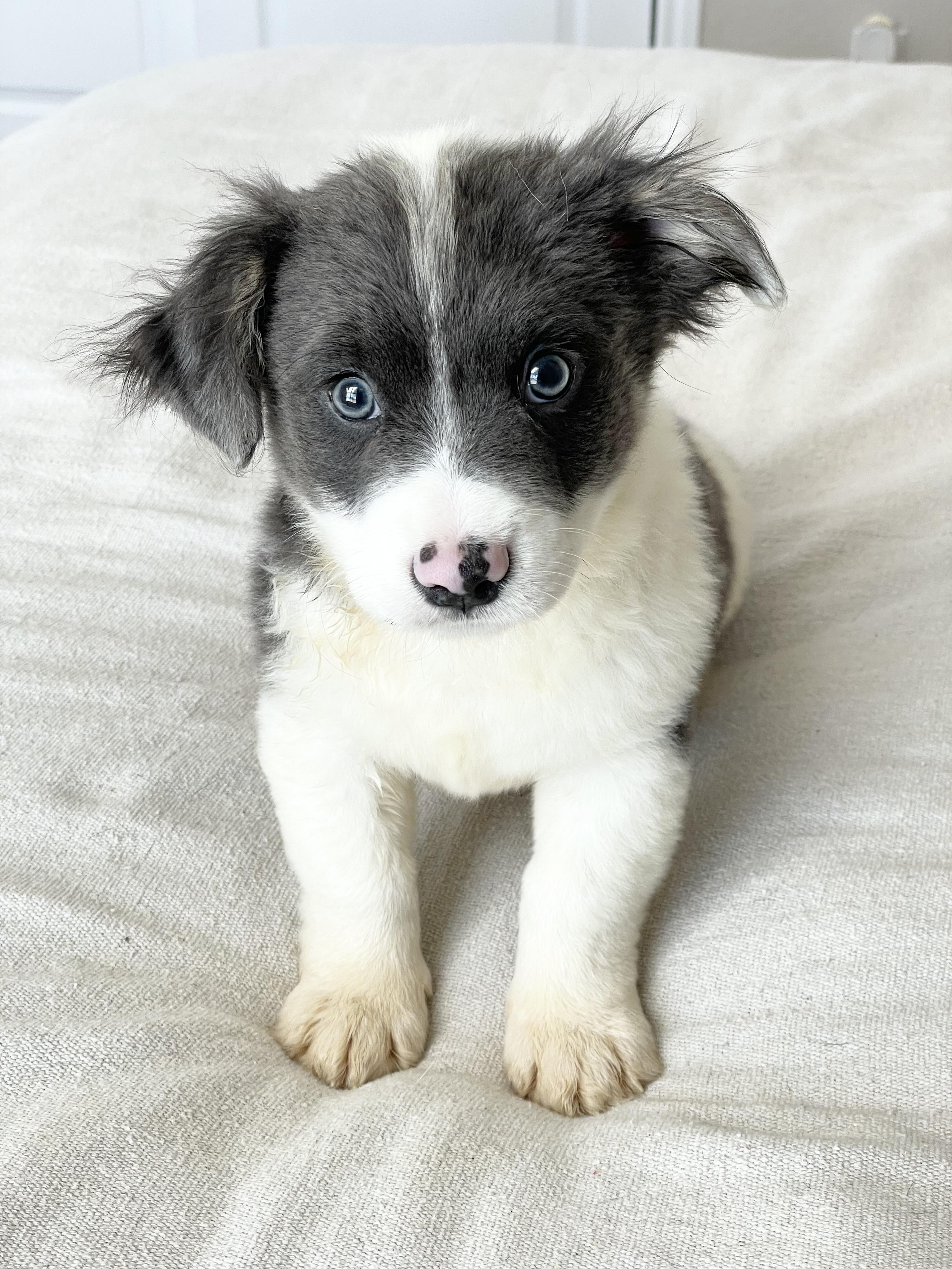 Darling Downey , ADOPTABLE, Puppy Male Australian Shepherd.
