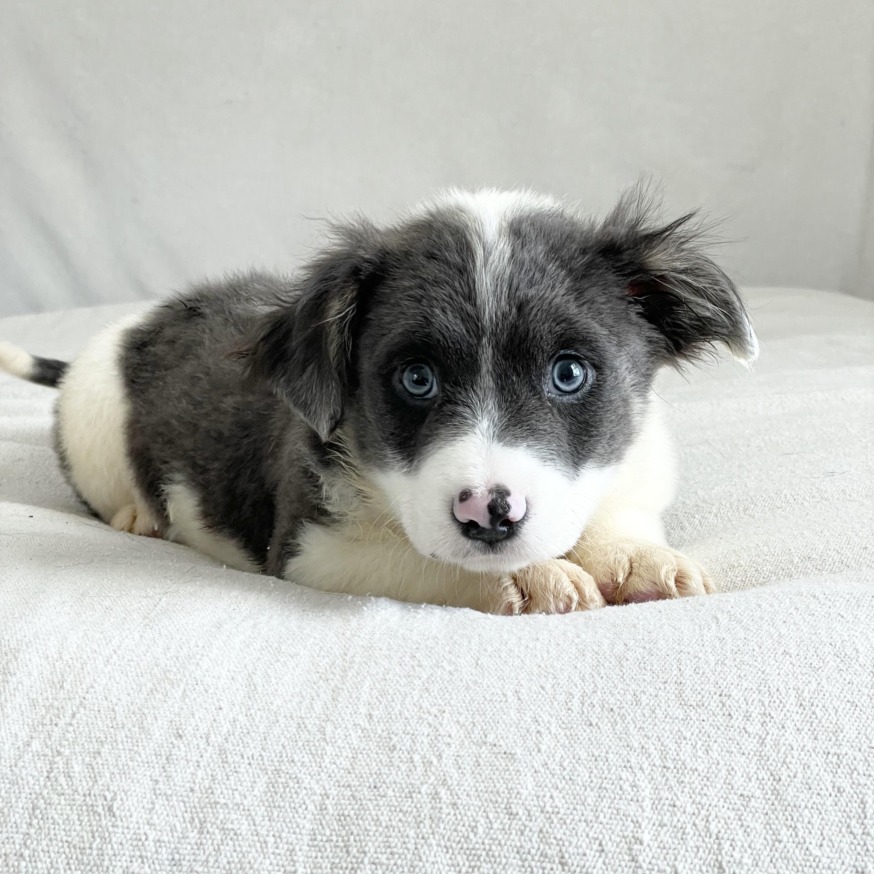 Enlarge Darling Downey , a ADOPTABLE Australian Shepherd in West Hartford , CT image 4/4