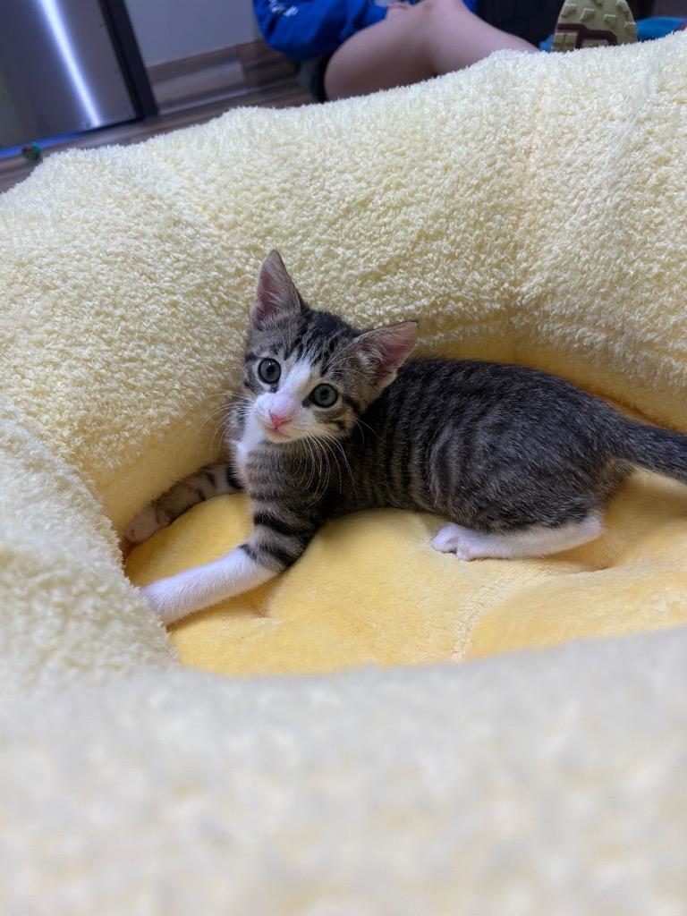 Tommy, a Adoptable mixed breed in Claremore, OK image 3/4