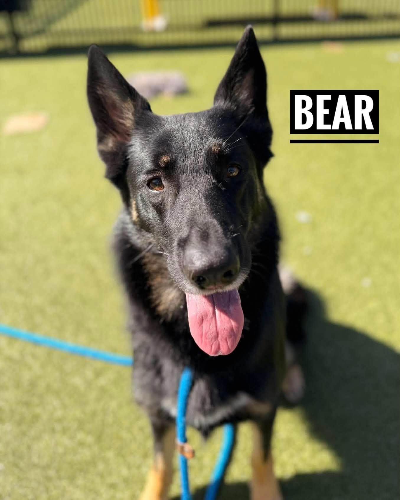 Bear, Adoptable, Adult Male Shepherd.