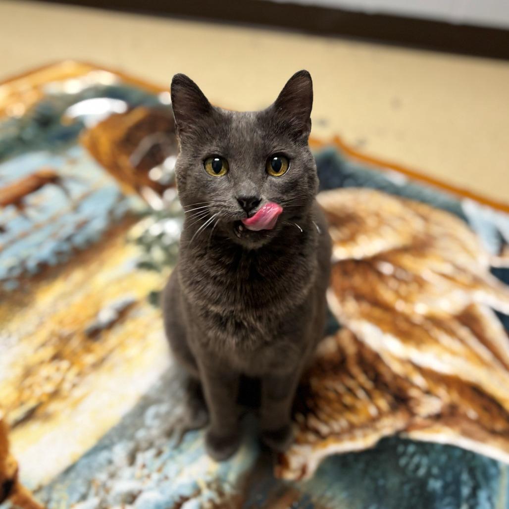 Theodora--In Foster, Adoptable, Senior Female Domestic Short Hair.