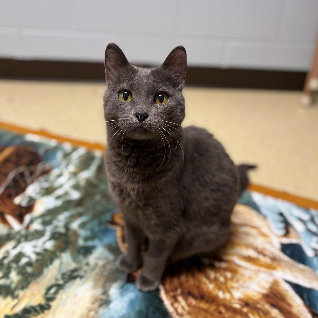 Enlarge Theodora--In Foster, a Adoptable Domestic Short Hair in Fargo, ND image 2/5