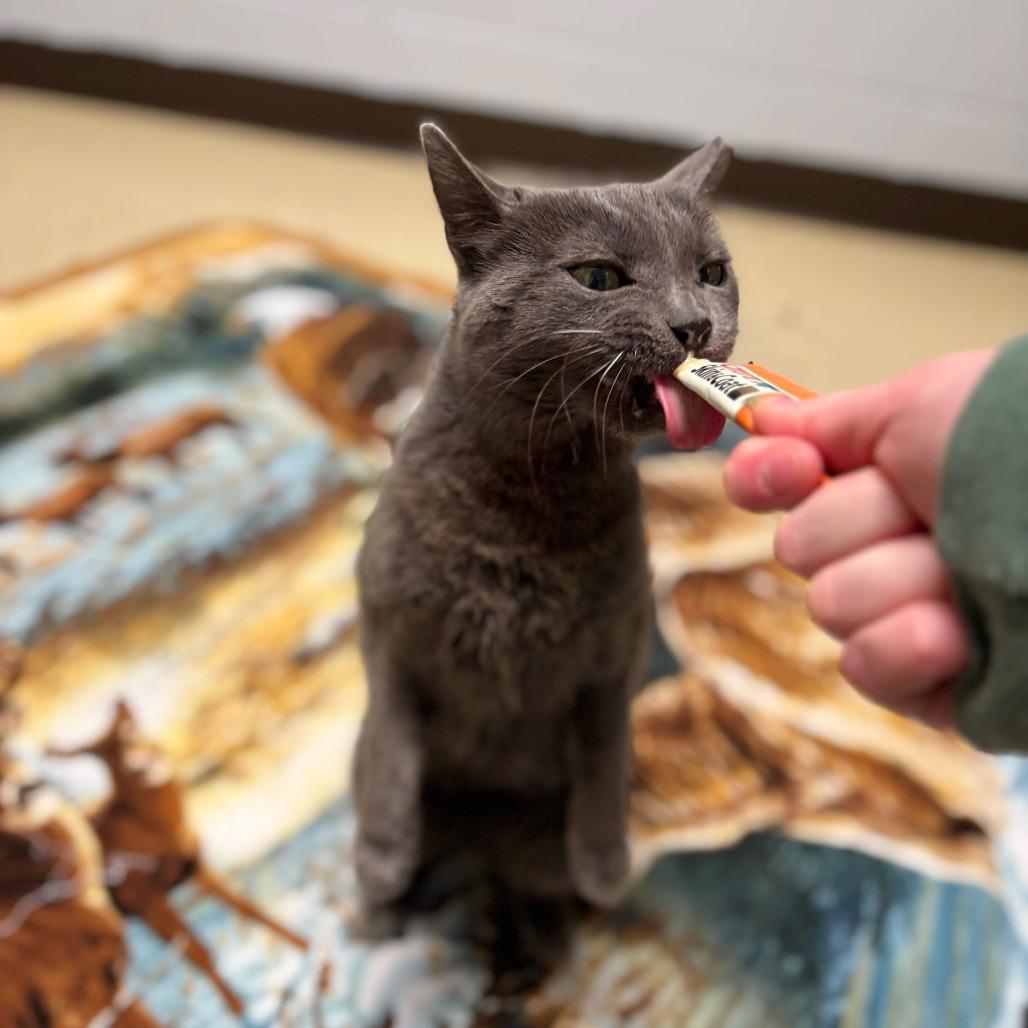 Enlarge Theodora--In Foster, a Adoptable Domestic Short Hair in Fargo, ND image 4/5