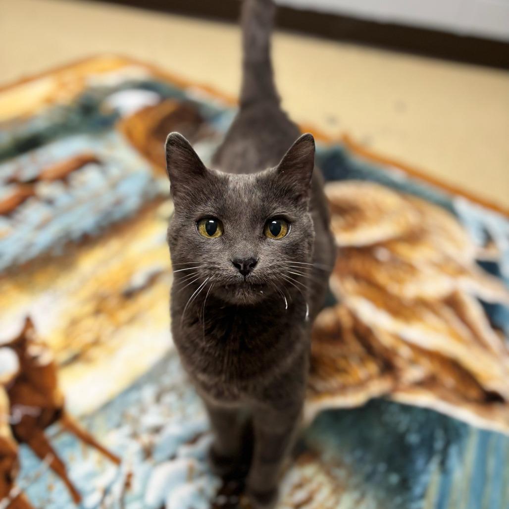 Enlarge Theodora--In Foster, a Adoptable Domestic Short Hair in Fargo, ND image 5/5