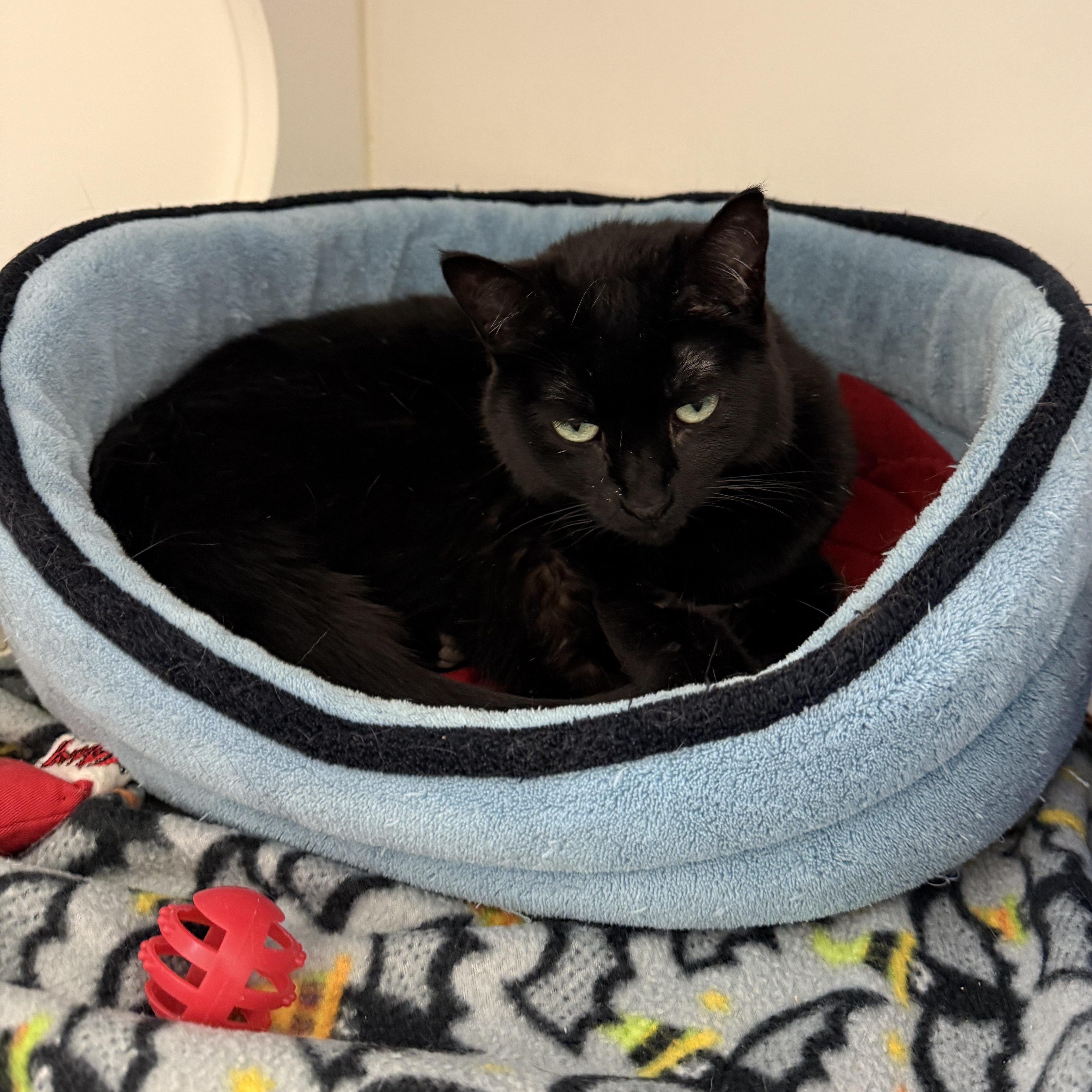 Stormfly, an adoptable Domestic Short Hair in Springfield, MO, 65803 | Photo Image 1