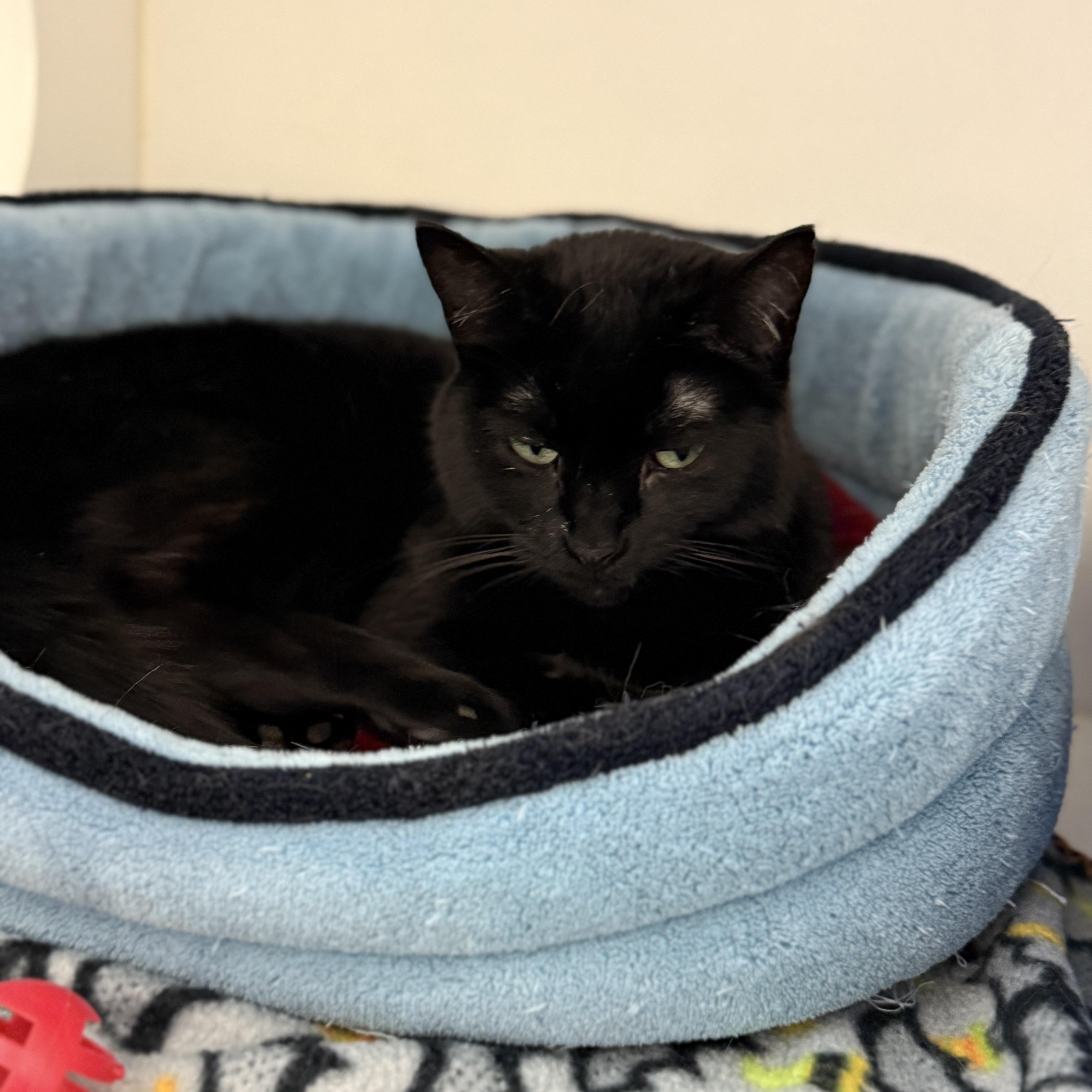 Stormfly, an adoptable Domestic Short Hair in Springfield, MO, 65803 | Photo Image 2