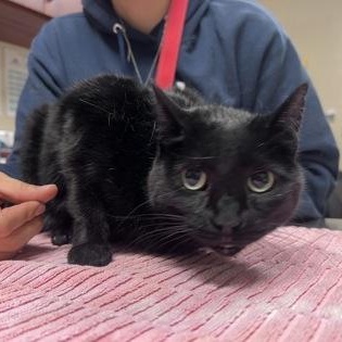 Stormfly, an adoptable Domestic Short Hair in Springfield, MO, 65803 | Photo Image 3