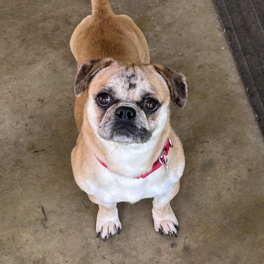 Buster Brown, ADOPTABLE, Adult Male Pug & Dachshund.