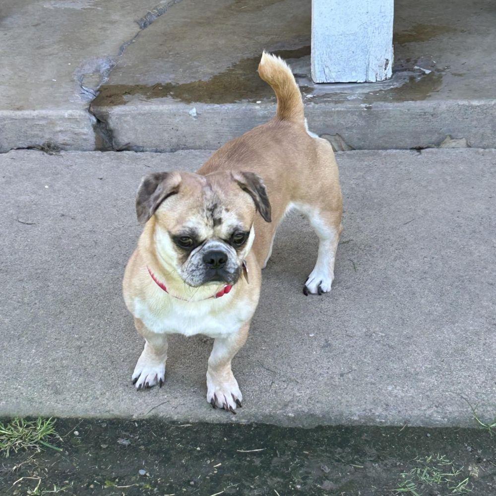 Buster Brown, a ADOPTABLE mixed breed in Barrington, IL image 2/5