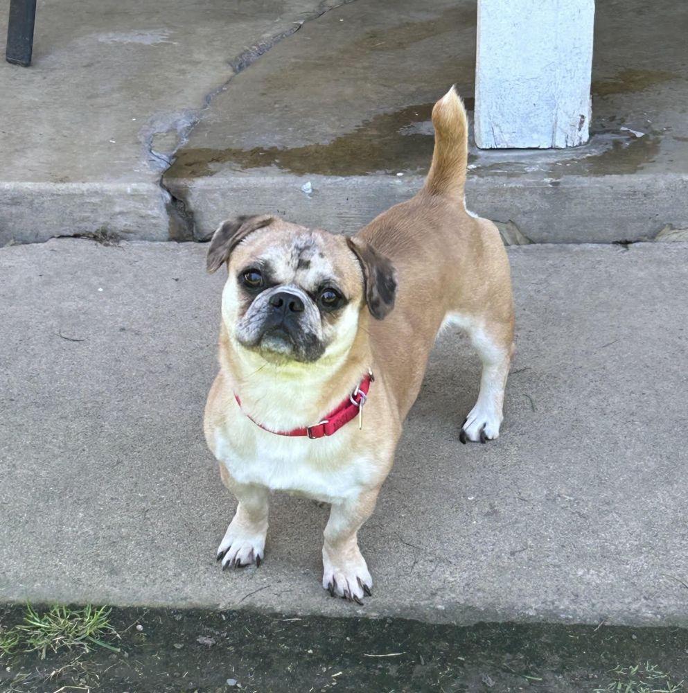 Buster Brown, a ADOPTABLE mixed breed in Barrington, IL image 4/5