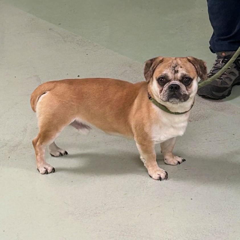 Buster Brown, a ADOPTABLE mixed breed in Barrington, IL image 5/5
