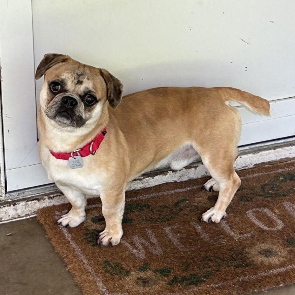 Buster Brown, a ADOPTABLE mixed breed in Barrington, IL image 3/5