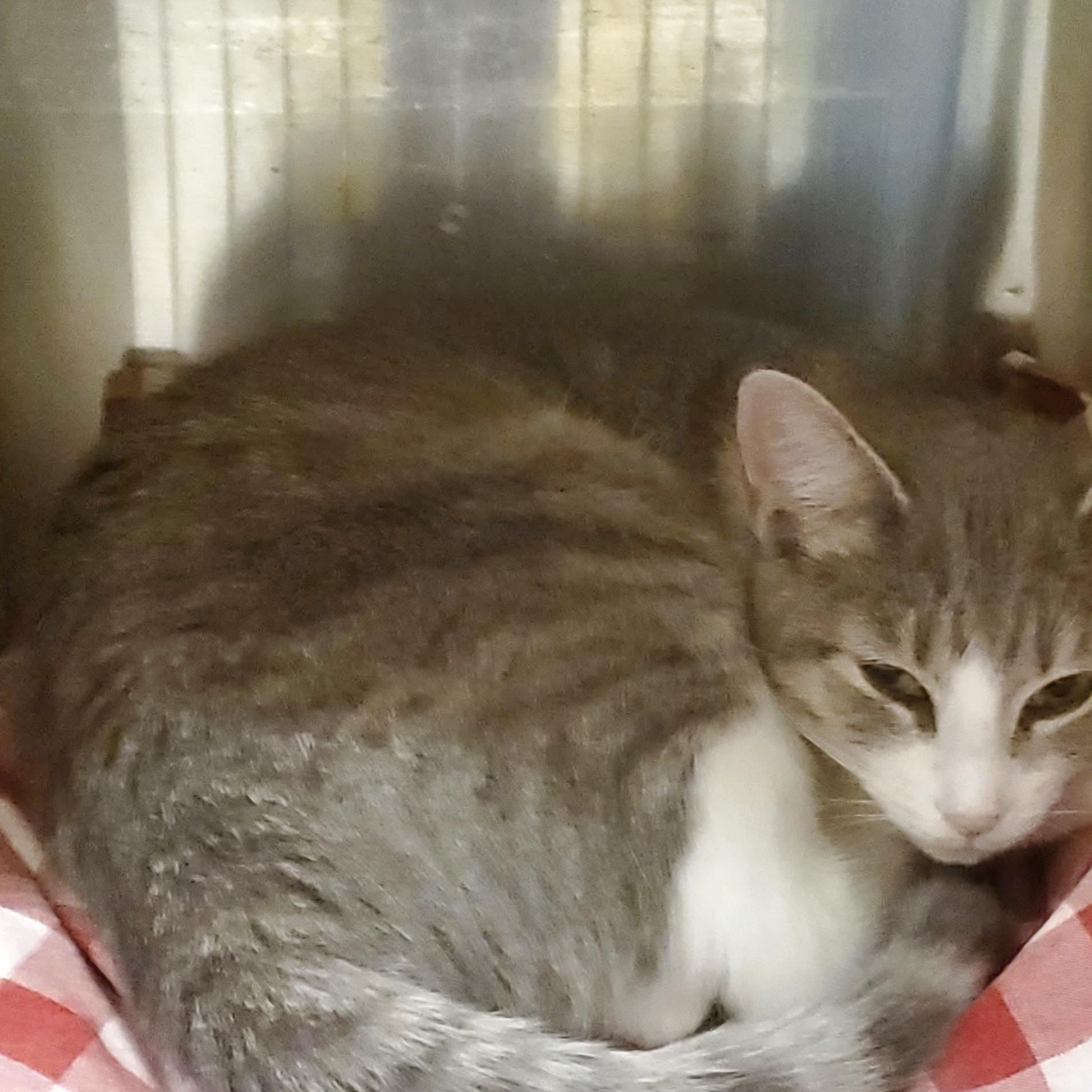 Enlarge Eloise, a Adoptable Domestic Short Hair in Muncie, IN image 1/2