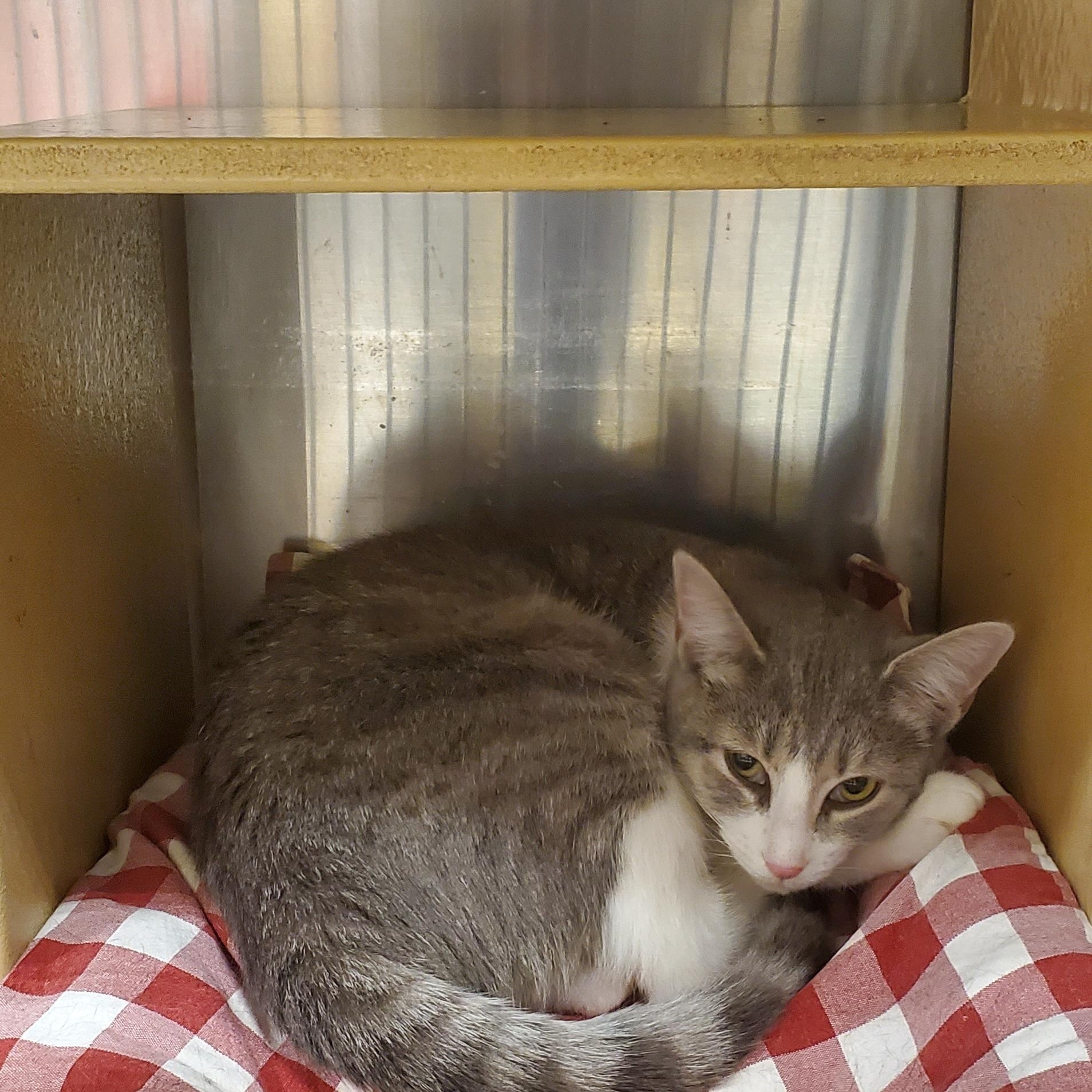 Enlarge Eloise, a Adoptable Domestic Short Hair in Muncie, IN image 2/2