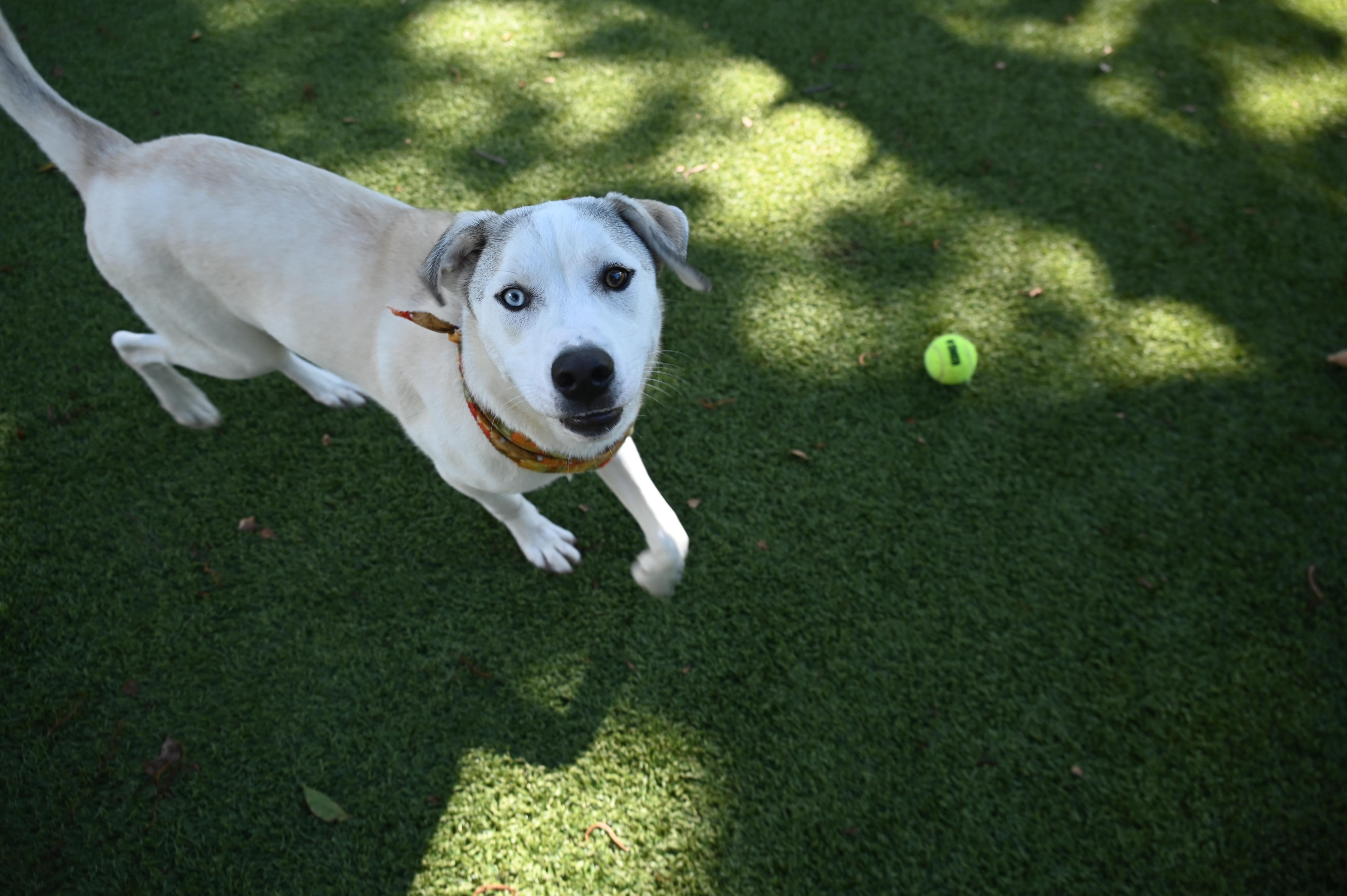 Enlarge Yuka 530, a Adoptable mixed breed in Boca Raton, FL image 1/5