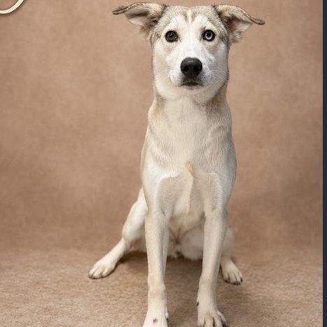 Enlarge Yuka 530, a Adoptable mixed breed in Boca Raton, FL image 5/5