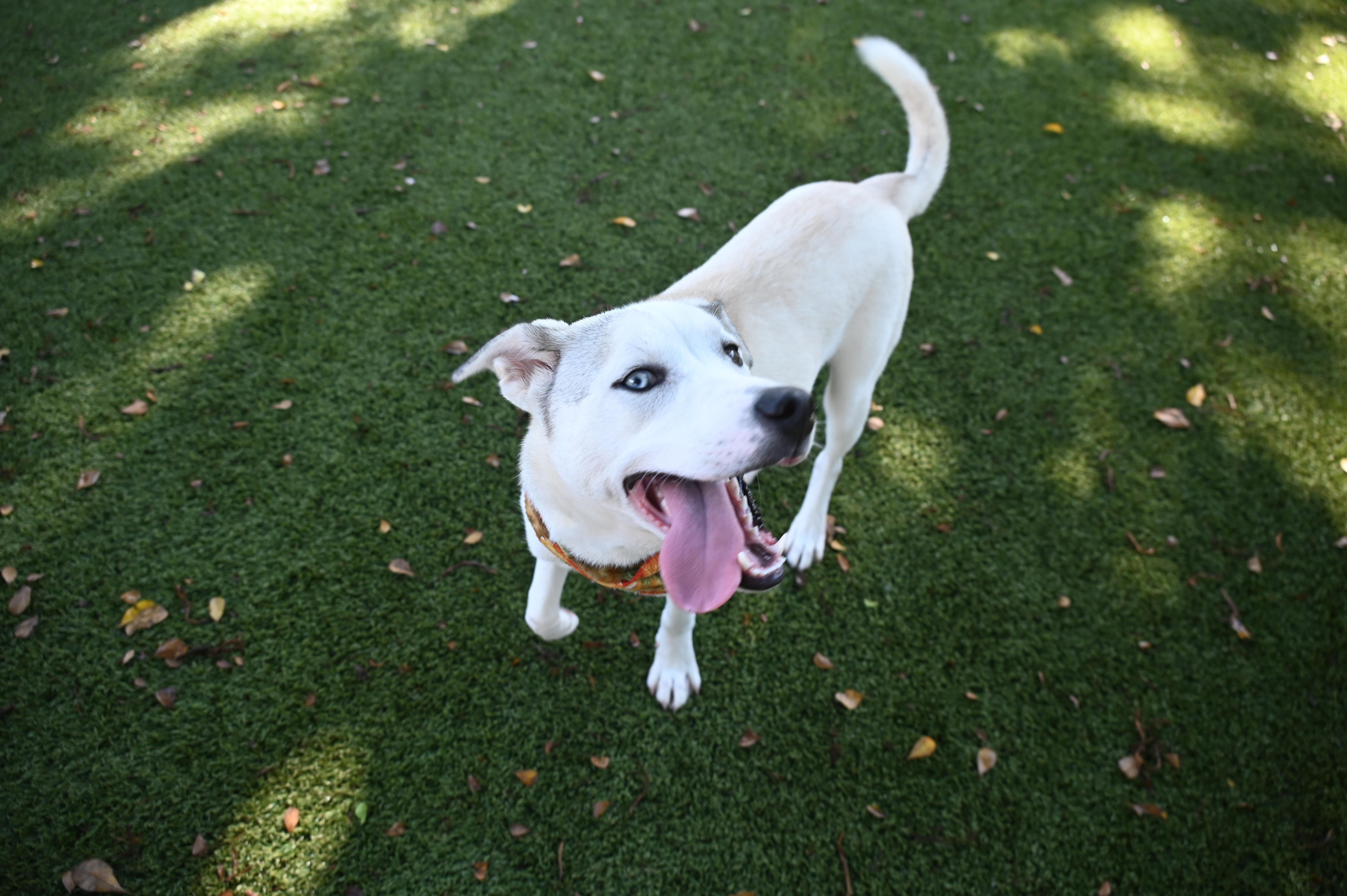 Enlarge Yuka 530, a Adoptable mixed breed in Boca Raton, FL image 3/5