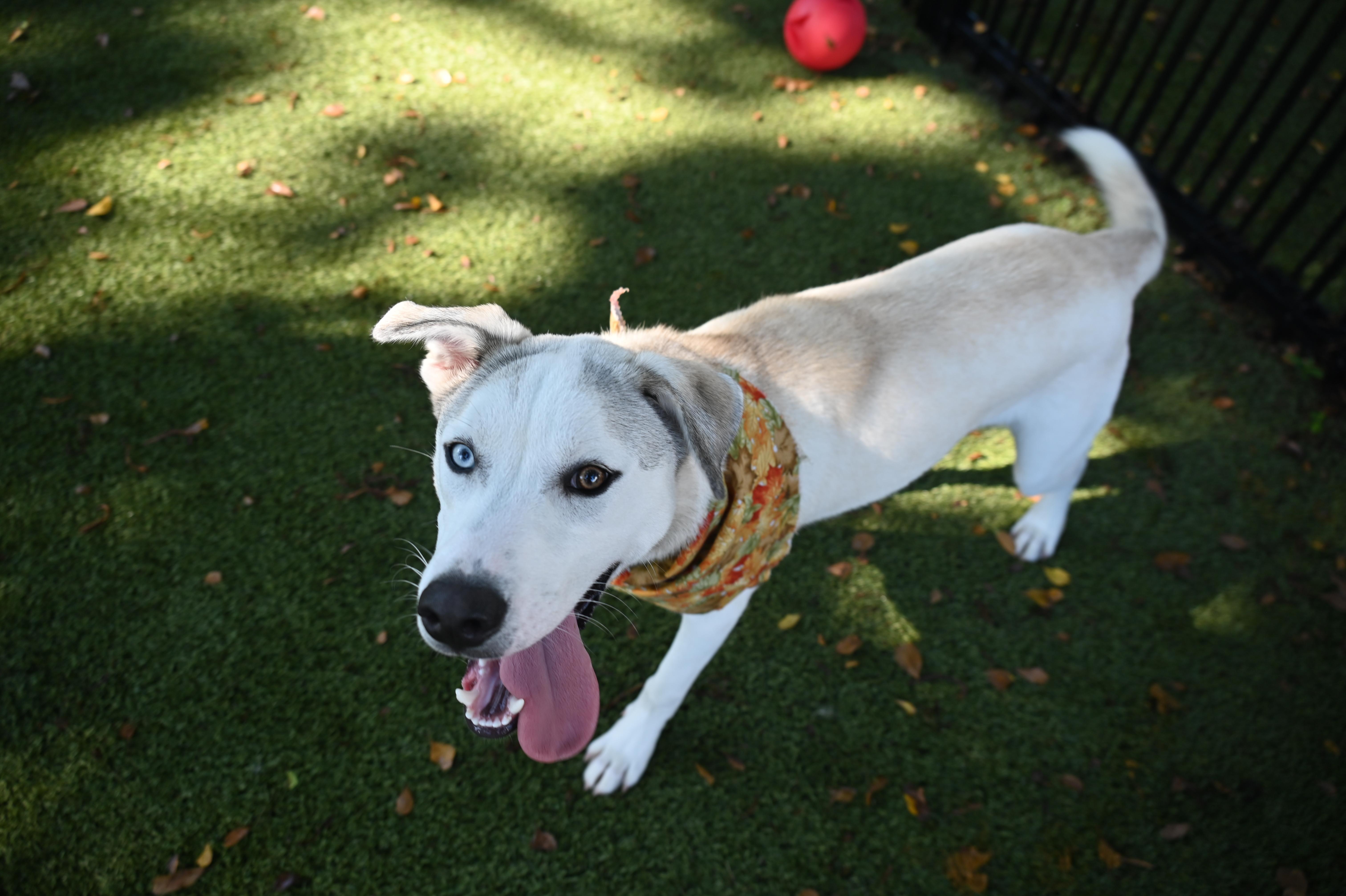 Enlarge Yuka 530, a Adoptable mixed breed in Boca Raton, FL image 4/5
