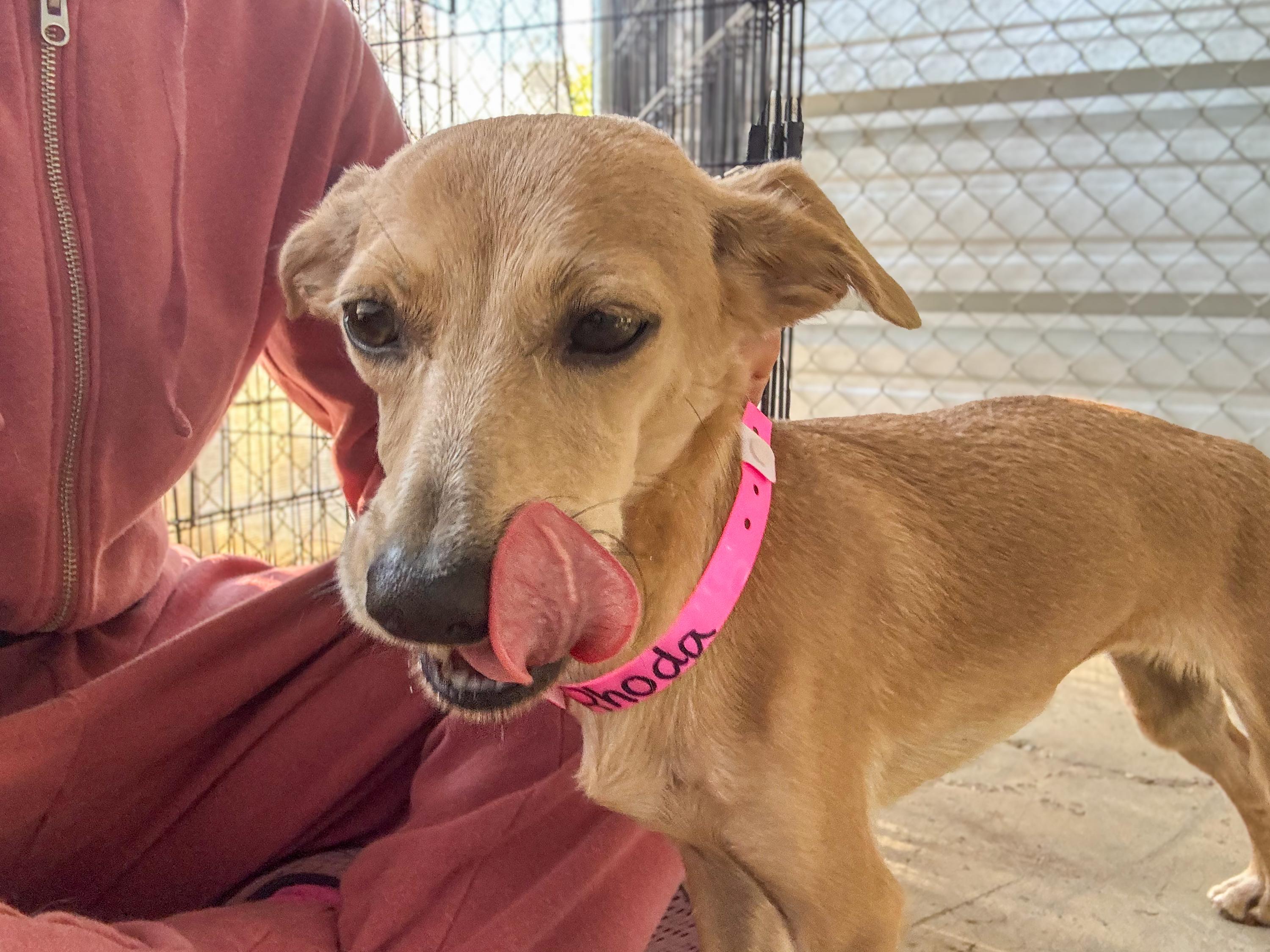 Enlarge RHODA, a Adopted mixed breed in Fresno, CA image 1/6