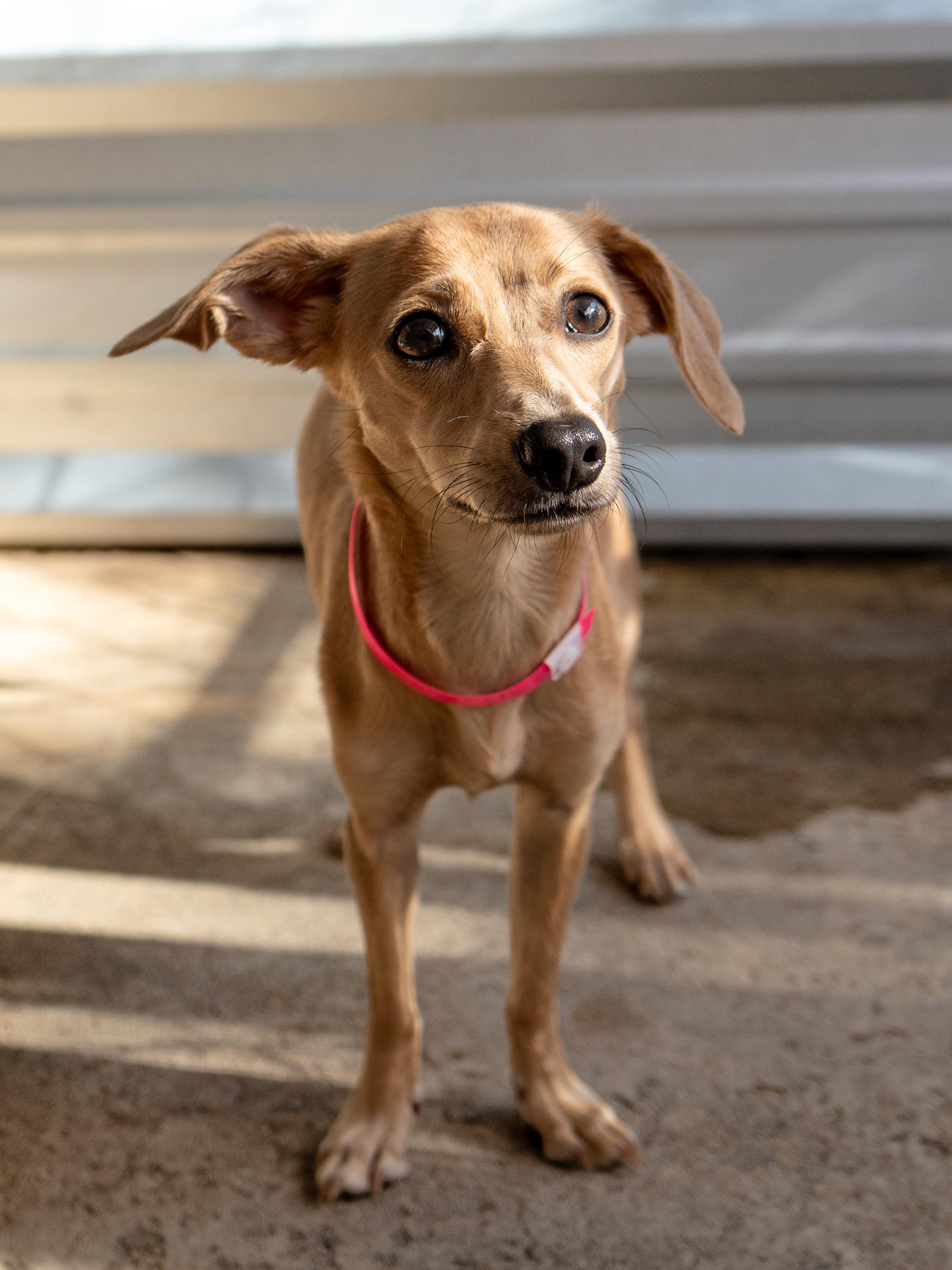 Enlarge RHODA, a Adopted mixed breed in Fresno, CA image 2/6