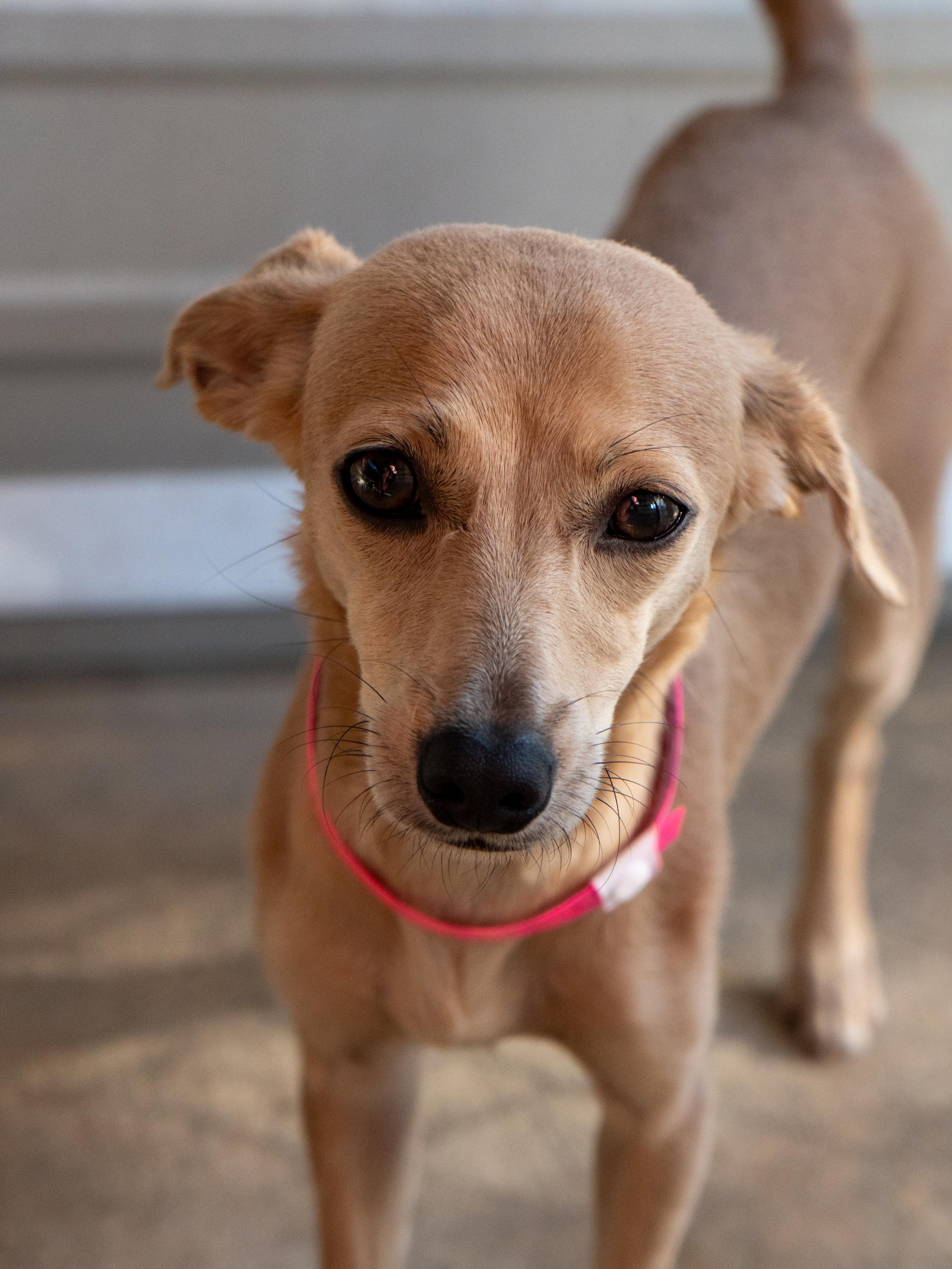 Enlarge RHODA, a Adopted mixed breed in Fresno, CA image 6/6